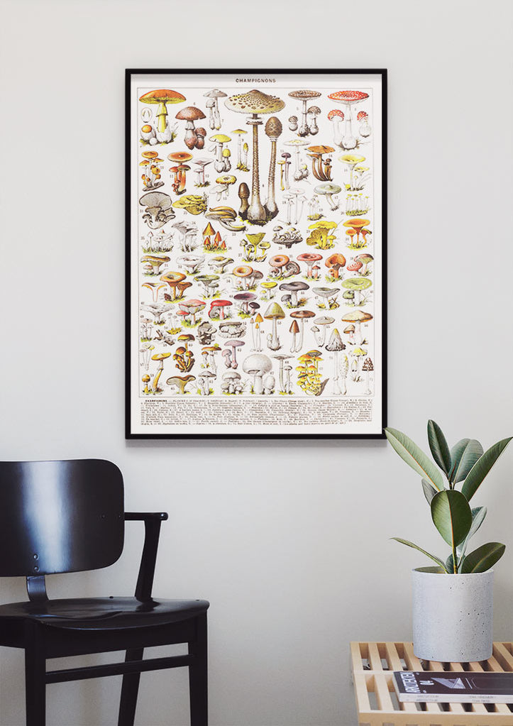 Adolphe Millot Poster - Champignons