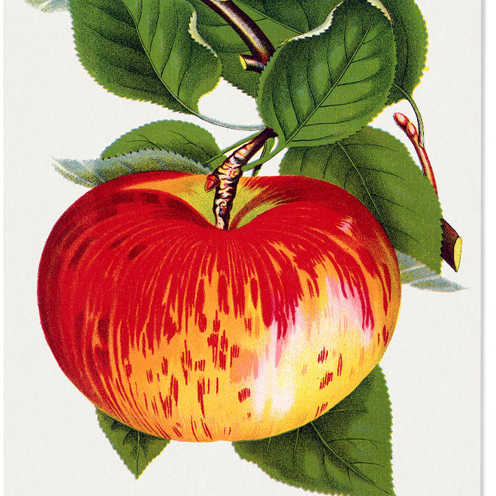 Kitchen Poster - Apple