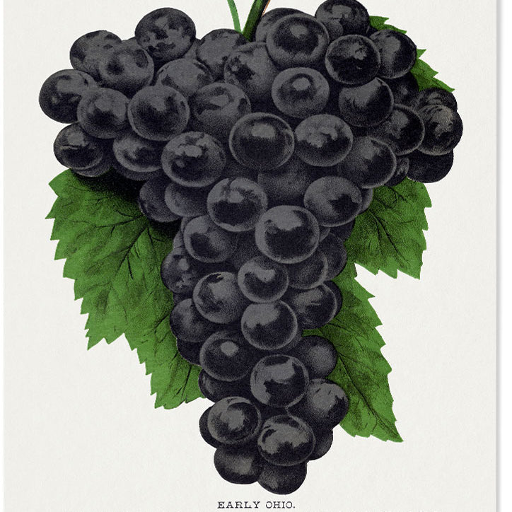 Grape Poster - Kitchen Wall Art