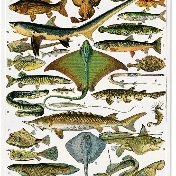 Adolphe Millot - Pisces Poster