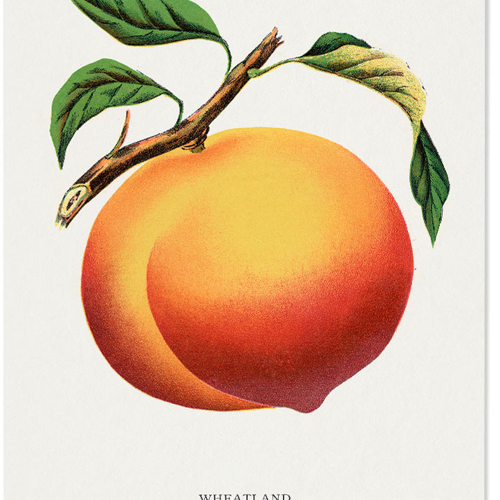 Peach Kitchen Poster