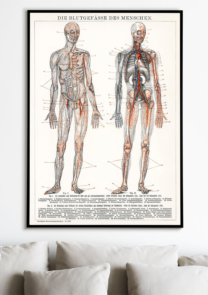 Anatomy Poster - The Human Blood Vessels