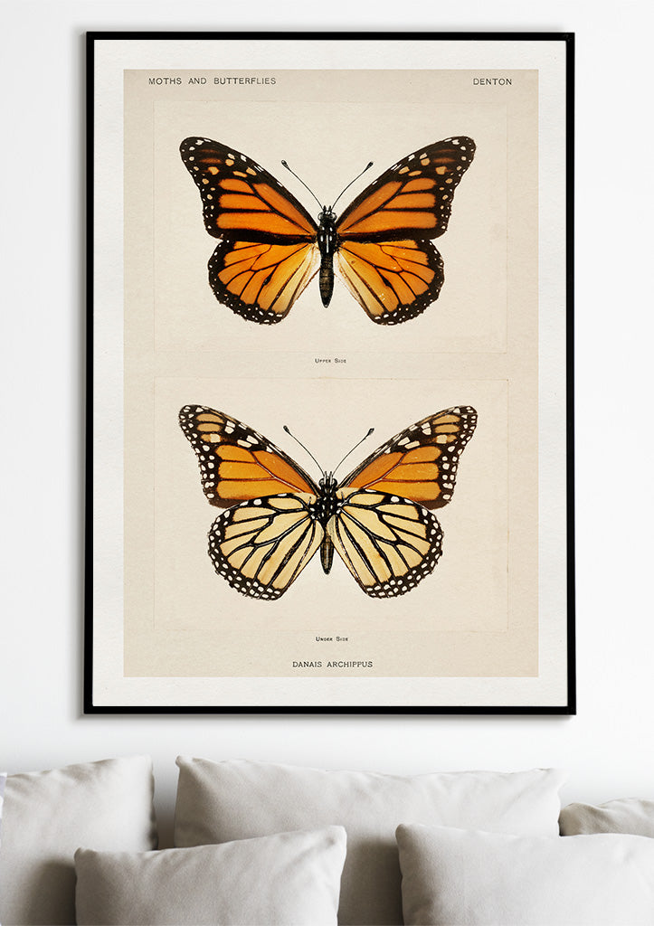 Butterflies Poster - Danais Archippus