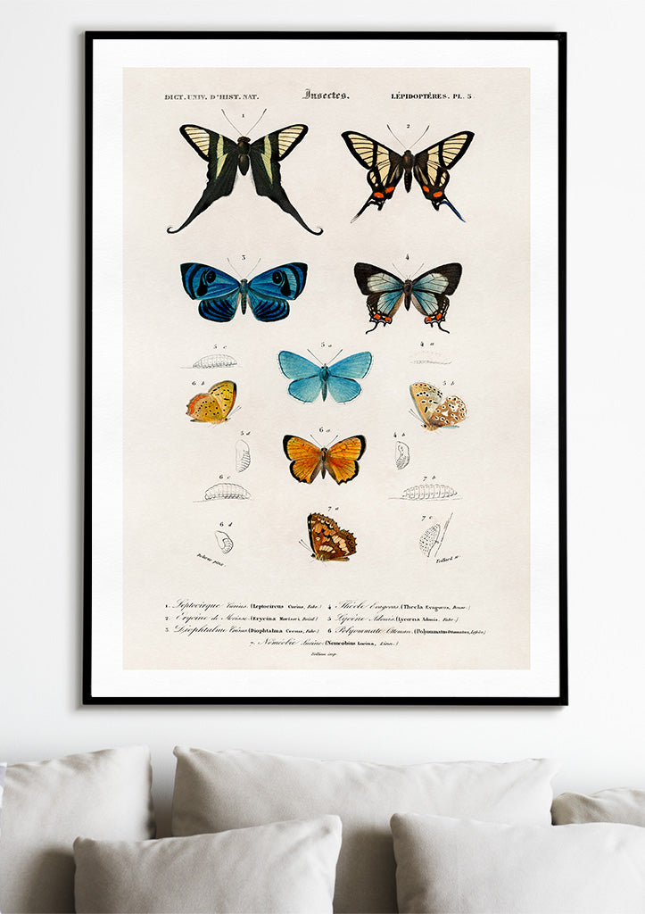 Butterflies - Insectes