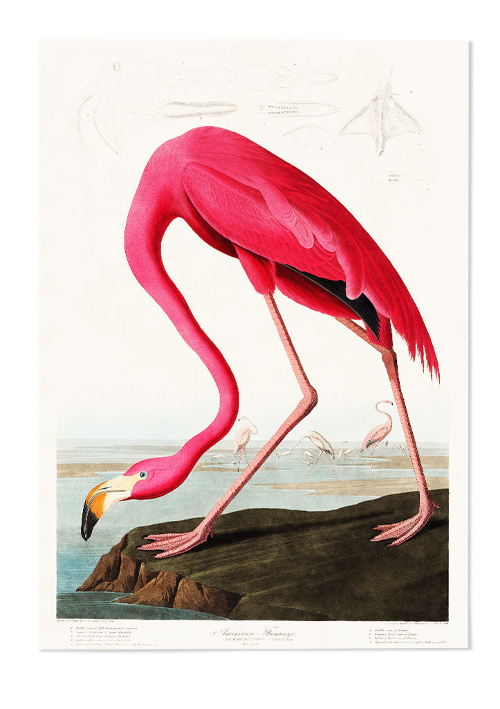 Pink Flamingo Illustration from Birds of America