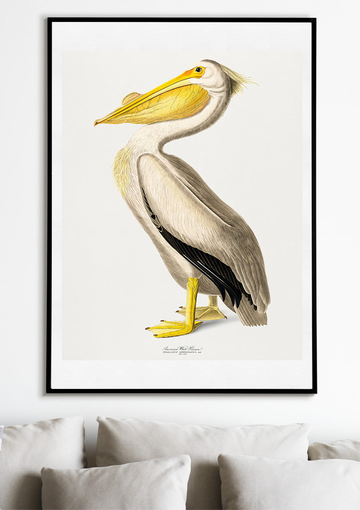 Pelican Poster - Birds of America